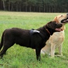 Abwechselnd "Sitz", "Platz", "Steh" an den jeweiligen Hund gerichtet, erfordert schon mehr Konzentration von den Hunden.