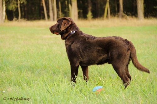 Hier sieht man unseren kleinen Benny, der nun langsam schon ein großer Hund wird, auf der nahen Waldwiese stehen. ( Bitte auf's Bild klicken! )