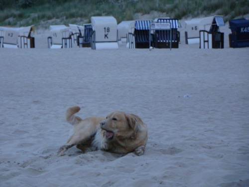 Dennoch schaut unser Sand-Bobby, nach dem Schwimmen, in diesem Licht wie ein Hunde-Gespenst aus...