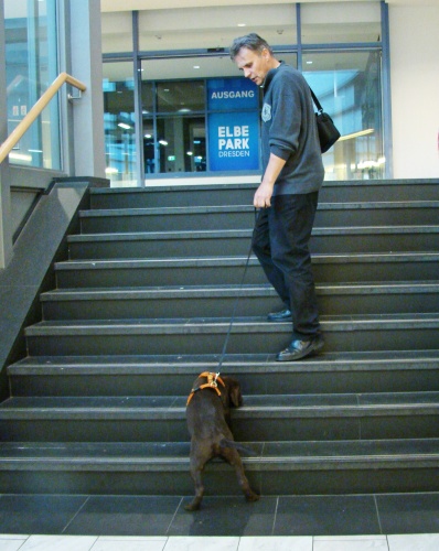 Ach nein! Große Treppe - kleiner Hund.
