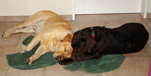 Bobby und Benny, frisch geduscht, liegen schon brav nebeneinander im Wohnzimmer auf dem Badetuch und schlafen.
